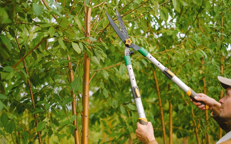 Tree trimming in Grass Valley, CA